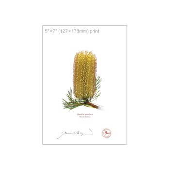 Banksia Flower Collection 1 Triptych - 5″ × 7″ Flat Prints, No Mats