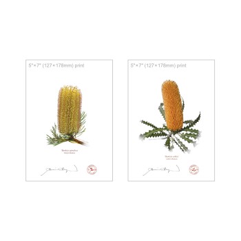 Banksia Flower Collection 2 Diptych - 5″ × 7″ Flat Prints, No Mats