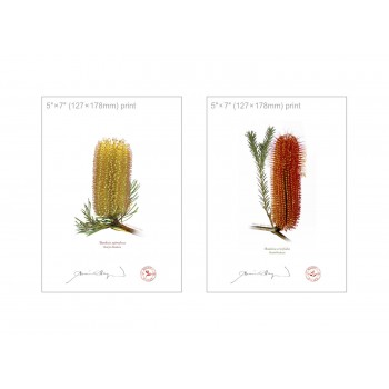 Banksia Flower Collection 3 Diptych - 5″ × 7″ Flat Prints, No Mats