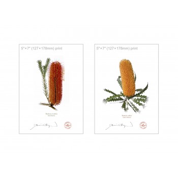 Banksia Flower Collection 4 Diptych - 5″ × 7″ Flat Prints, No Mats