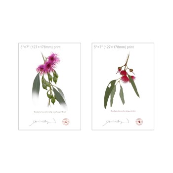 Eucalyptus leucoxylon subspecies Diptych - 5″ × 7″ Flat Prints, No Mats