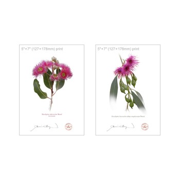 Eucalyptus 'Rosea' Cultivars Diptych - 5″ × 7″ Flat Prints, No Mats