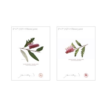 Grevillea 'Poorinda Royal Mantle' Diptych - 5″ × 7″ Flat Prints, No Mats