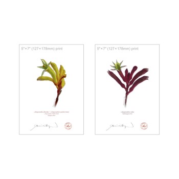 Kangaroo Paw (Anigozanthos) Diptych - 5″ × 7″ Flat Prints, No Mats