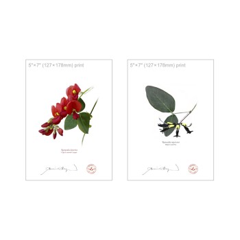 Kennedia species Diptych - 5″ × 7″ Flat Prints, No Mats