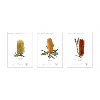Banksia Flower Collection 1 Triptych - 5″ × 7″ Flat Prints, No Mats
