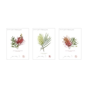 Grevillea Collection 3 Triptych - 5″ × 7″ Flat Prints, No Mats