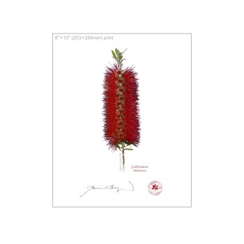 010 Bottlebrush (Callistemon) - 8″ × 10″ Flat Print, No Mat