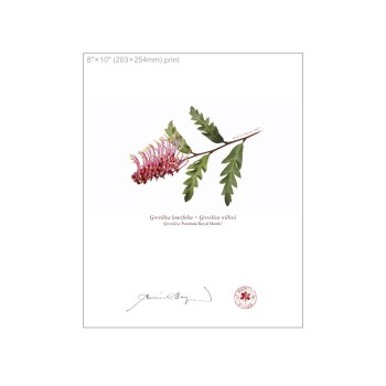 Grevillea 'Poorinda Royal Mantle' Diptych - 8″ × 10″ Flat Prints, No Mats