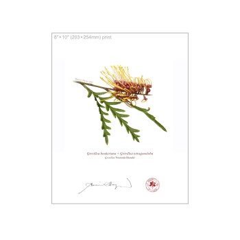 Grevillea Collection 2 Diptych - 8″ × 10″ Flat Prints, No Mats