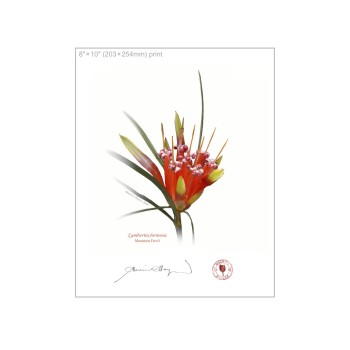 095 Mountain Devil (Lambertia formosa) - 8″ × 10″ Flat Print, No Mat