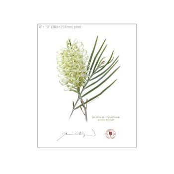 Grevillea Collection 3 Triptych - 8″ × 10″ Flat Prints, No Mats