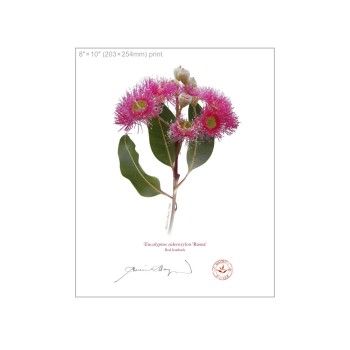 Eucalyptus 'Rosea' Cultivars Diptych - 8″ × 10″ Flat Prints, No Mats