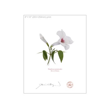 123 Pandorea jasminoides - 8″ × 10″ Flat Print, No Mat