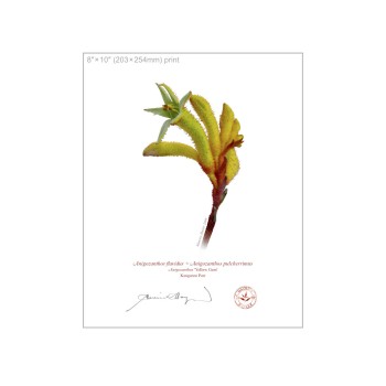 133 Kangaroo Paw (Anigozanthos 'Yellow Gem') - 8″ × 10″ Flat Print, No Mat