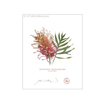 135 Grevillea 'Superb' - 8″ × 10″ Flat Print, No Mat