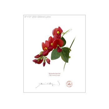 137 Cape Leeuwin Creeper (Kennedia lateritia) - 8″ × 10″ Flat Print, No Mat