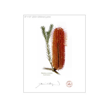 Banksia Flower Collection 3 Diptych - 8″ × 10″ Flat Prints, No Mats