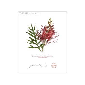 Grevillea Collection 3 Triptych - 8″ × 10″ Flat Prints, No Mats