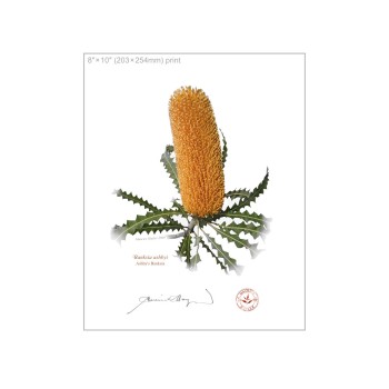 Banksia Flower Collection 4 Diptych - 8″ × 10″ Flat Prints, No Mats