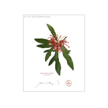 155 Firewheel Tree (Stenocarpus sinuatus) - 8″ × 10″ Flat Print, No Mat