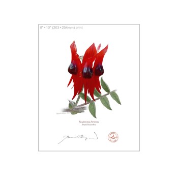 160 Sturt's Desert Pea (Swainsona formosa) - 8″ × 10″ Flat Print, No Mat