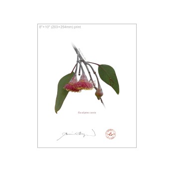 161 Eucalyptus caesia - 8″ × 10″ Flat Print, No Mat