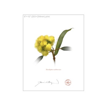 162 Eucalyptus erythrocorys - 8″ × 10″ Flat Print, No Mat