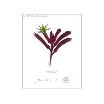 Kangaroo Paw (Anigozanthos) Diptych - 8″ × 10″ Flat Prints, No Mats