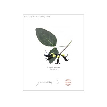 Kennedia species Diptych - 8″ × 10″ Flat Prints, No Mats