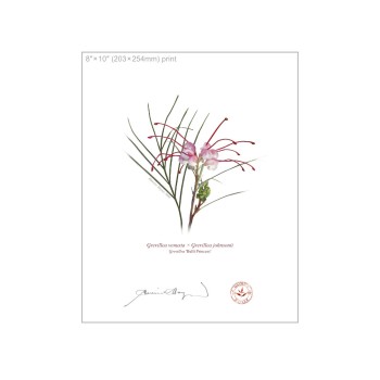 188 Grevillea 'Bulli Princess' - 8″ × 10″ Flat Print, No Mat