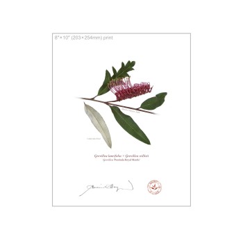 190 Grevillea 'Poorinda Royal Mantle' - 8″ × 10″ Flat Print, No Mat