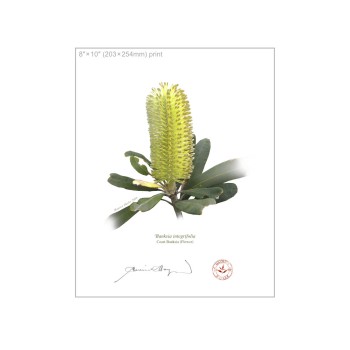 192 Coast Banksia Flower (Banksia integrifolia) - 8″ × 10″ Flat Print, No Mat