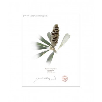 194 Coast Banksia Seed Cone and Leaf (Banksia integrifolia) - 8″ × 10″ Flat Print, No Mat