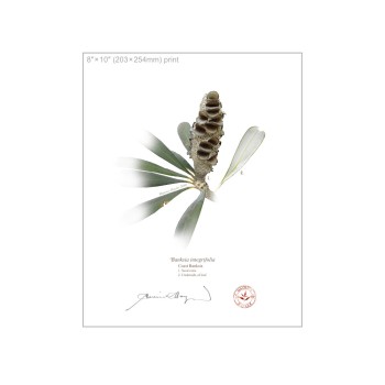 194 Coast Banksia Seed Cone and Leaf (Banksia integrifolia) - 8″ × 10″ Flat Print, No Mat