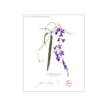 203 Hardenbergia violacea - 8″ × 10″ Flat Print, No Mat