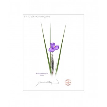 204 Day Iris (Patersonia fragilis) - 8″ × 10″ Flat Print, No Mat