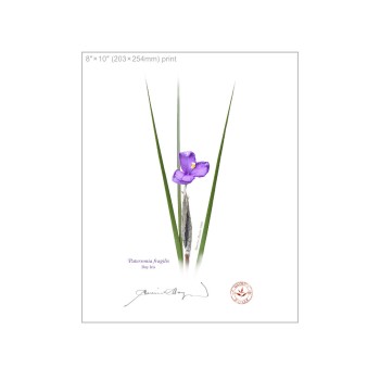 204 Day Iris (Patersonia fragilis) - 8″ × 10″ Flat Print, No Mat