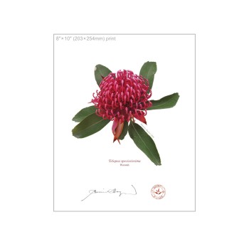 205 Waratah (Telopea speciosissima) - 8″ × 10″ Flat Print, No Mat