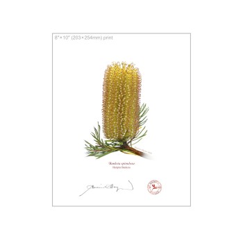 Banksia Flower Collection 3 Diptych - 8″ × 10″ Flat Prints, No Mats