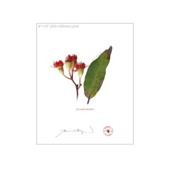 224 Corymbia ficifolia - 8″ × 10″ Flat Print, No Mat