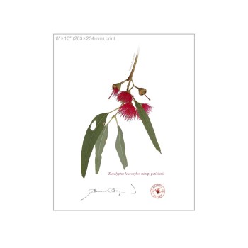 229 Eucalyptus leucoxylon subsp. petiolaris - 8″ × 10″ Flat Print, No Mat