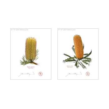 Banksia Flower Collection 2 Diptych - 8″ × 10″ Flat Prints, No Mats