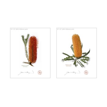 Banksia Flower Collection 4 Diptych - 8″ × 10″ Flat Prints, No Mats