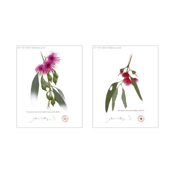 Eucalyptus leucoxylon subspecies Diptych - 8″ × 10″ Flat Prints, No Mats