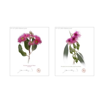 Eucalyptus 'Rosea' Cultivars Diptych - 8″ × 10″ Flat Prints, No Mats