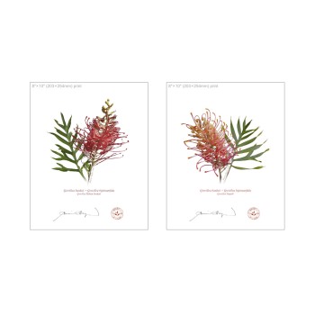 Grevillea Collection 1 Diptych - 8″ × 10″ Flat Prints, No Mats