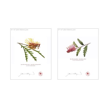 Grevillea Collection 2 Diptych - 8″ × 10″ Flat Prints, No Mats