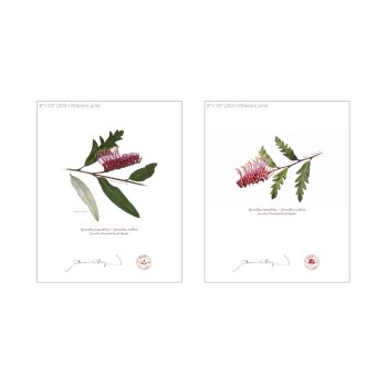 Grevillea 'Poorinda Royal Mantle' Diptych - 8″ × 10″ Flat Prints, No Mats