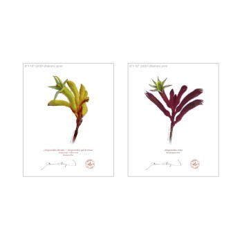 Kangaroo Paw (Anigozanthos) Diptych - 8″ × 10″ Flat Prints, No Mats